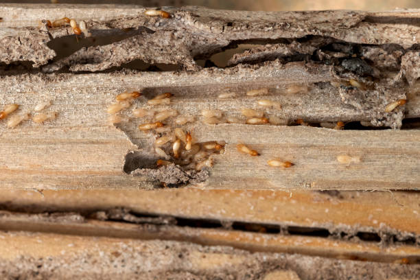 Pest Prevention Services in Leoti, KS