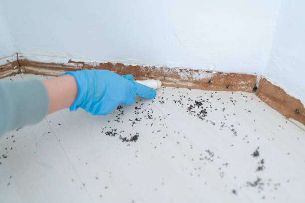 Best Ant Control Services  in Leoti, KS
